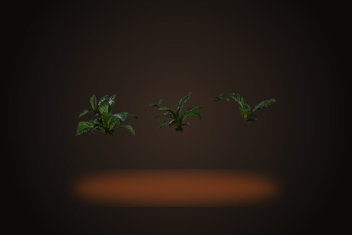 Anthurium Botany 01 Model