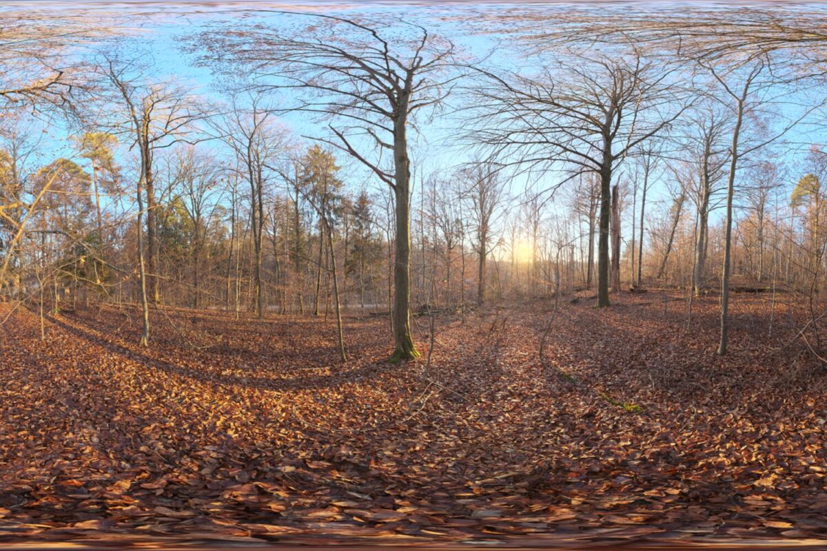 Autumn Forest 04 HDRI