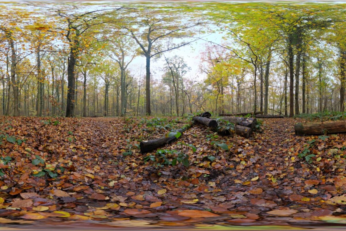 Autumn Ground HDRI