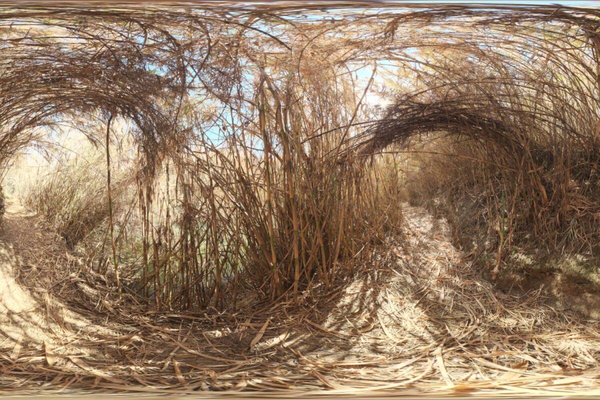 Bamboo Tunnel HDRI