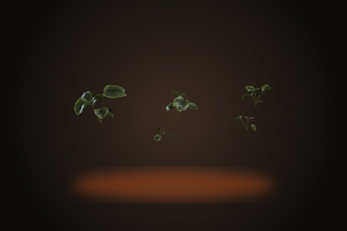 Calathea Orbifolia 01 Model