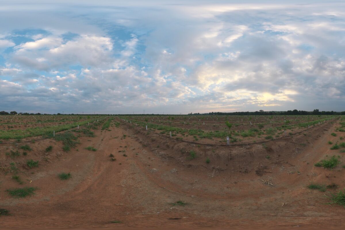 Citrus Orchard HDRI