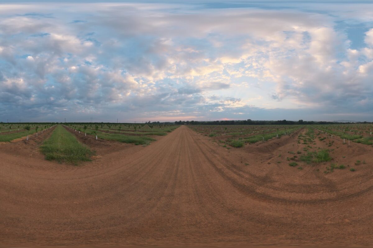 Citrus Orchard Road HDRI