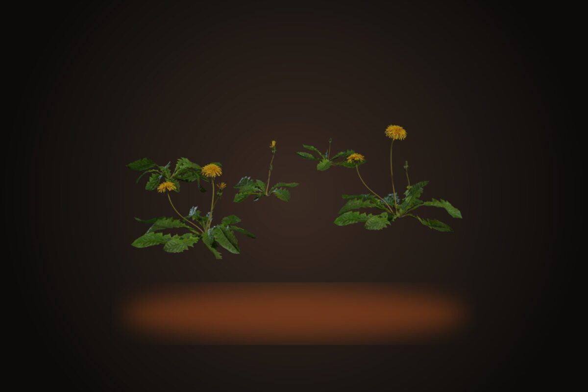 Dandelion 01 Model