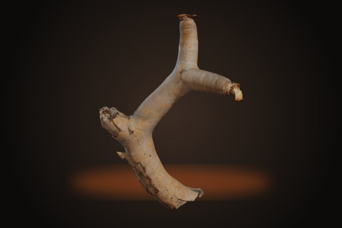 Dead Quiver Branch 01 Model