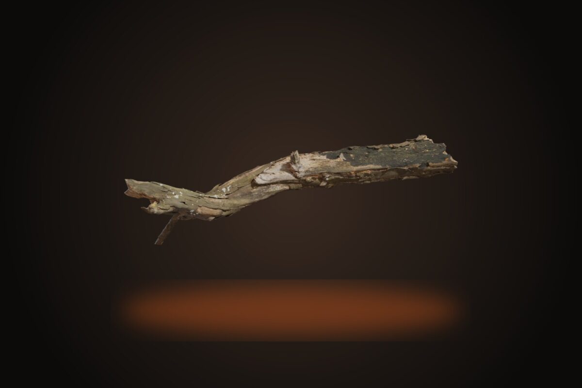 Dead Tree Trunk 02 Model