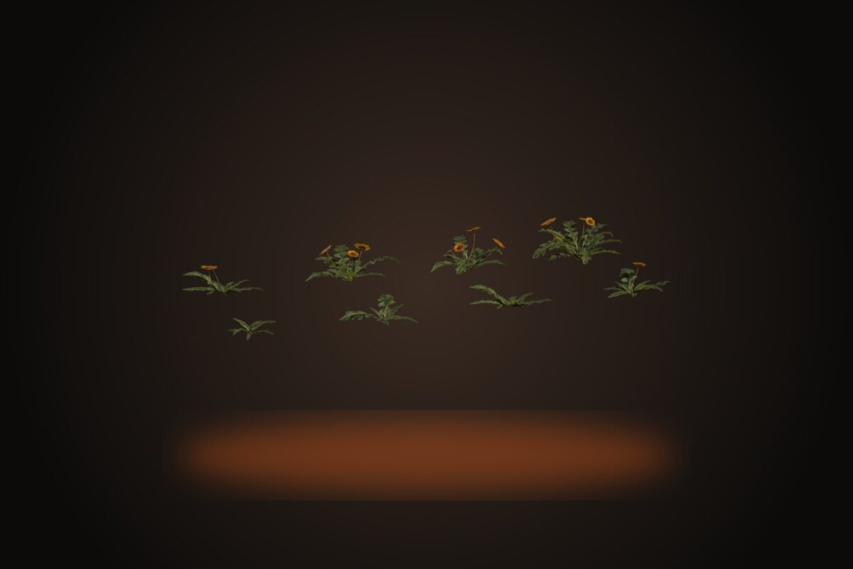 Flower Gazania Model