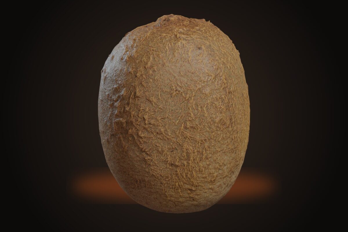 Food Kiwi 01 Model