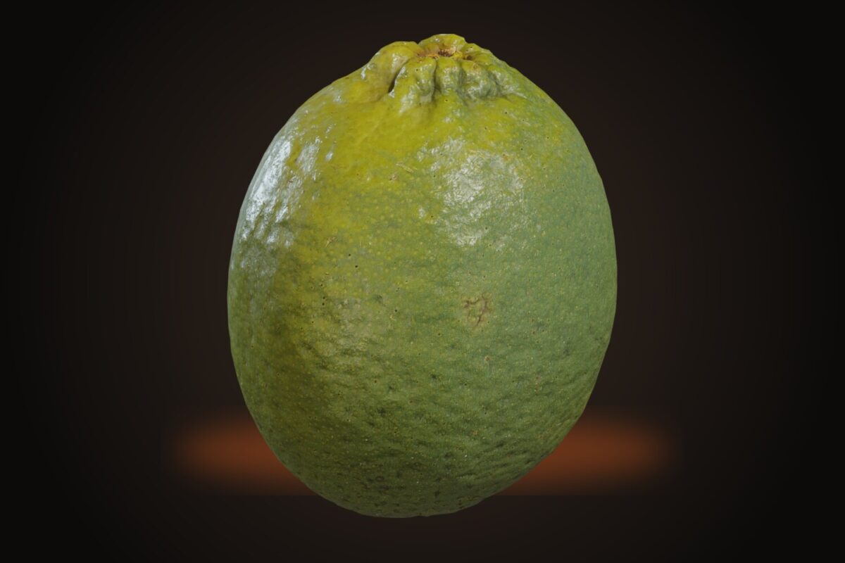 Food Lime 01 Model