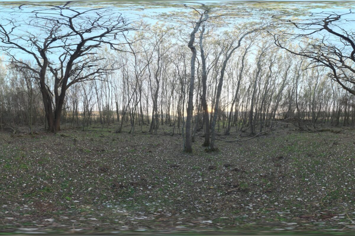 Forest Grove HDRI