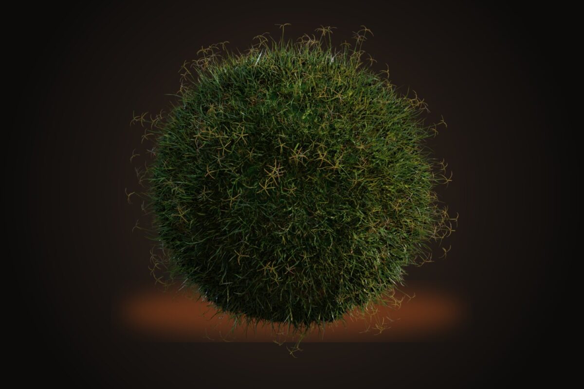 Grass Bermuda 01 Model