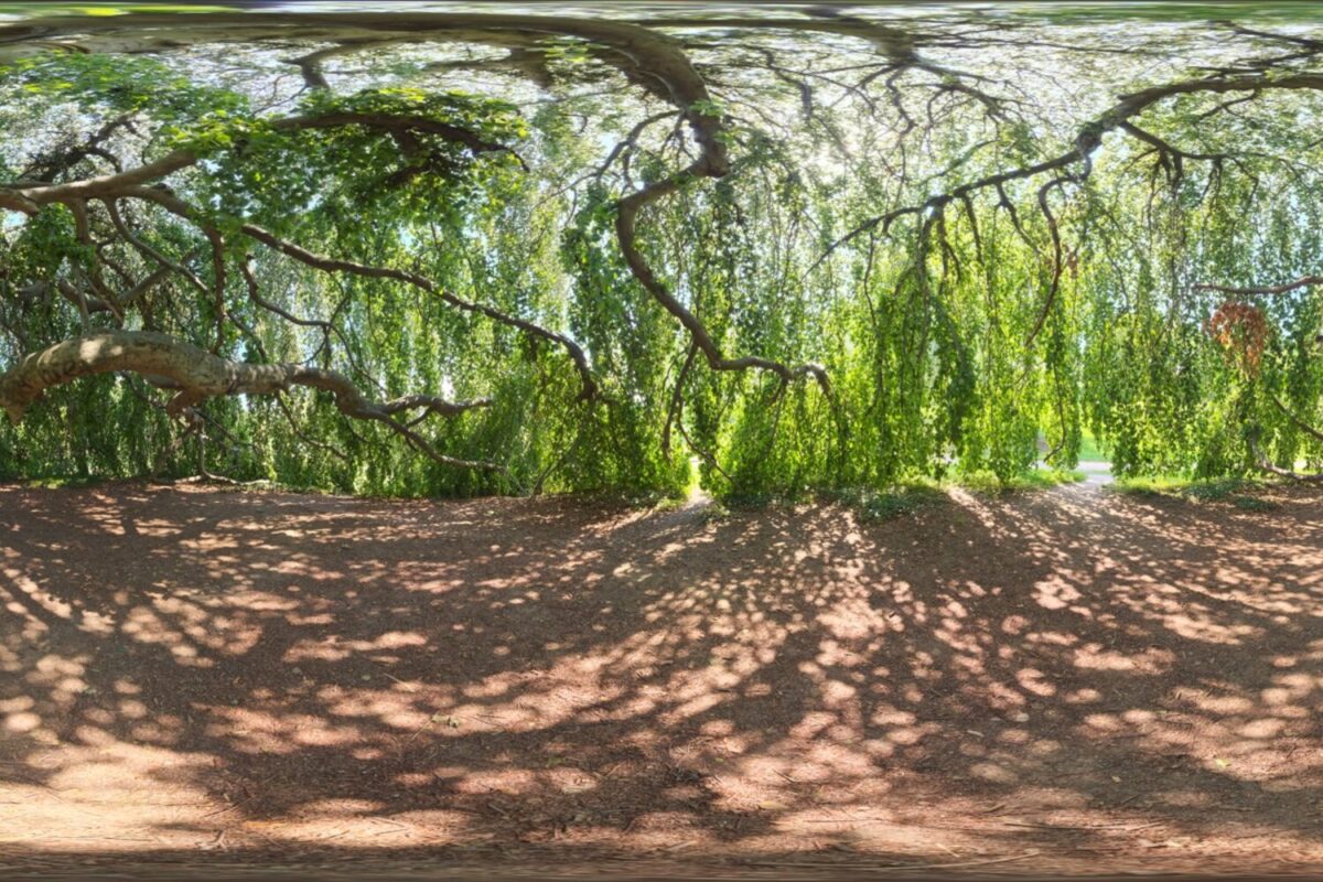 Green Sanctuary HDRI