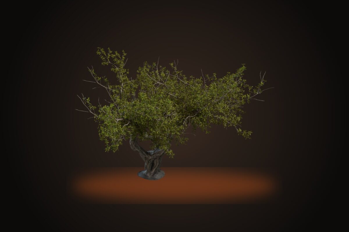 Island Tree 02 Model