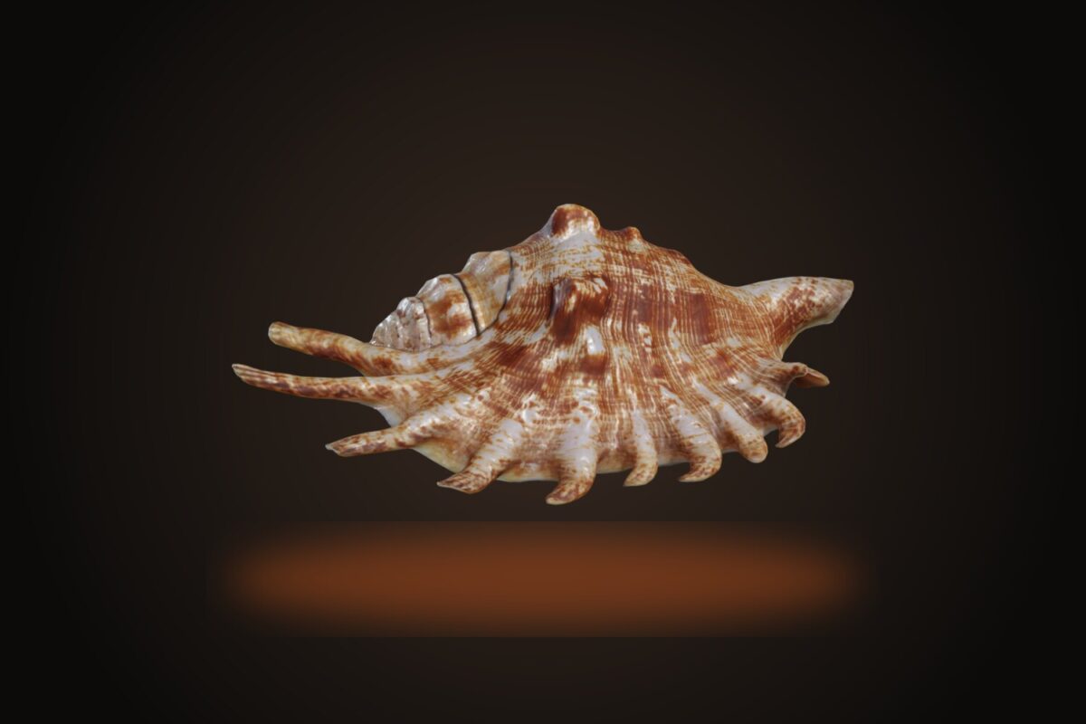 Lambis Shell Model