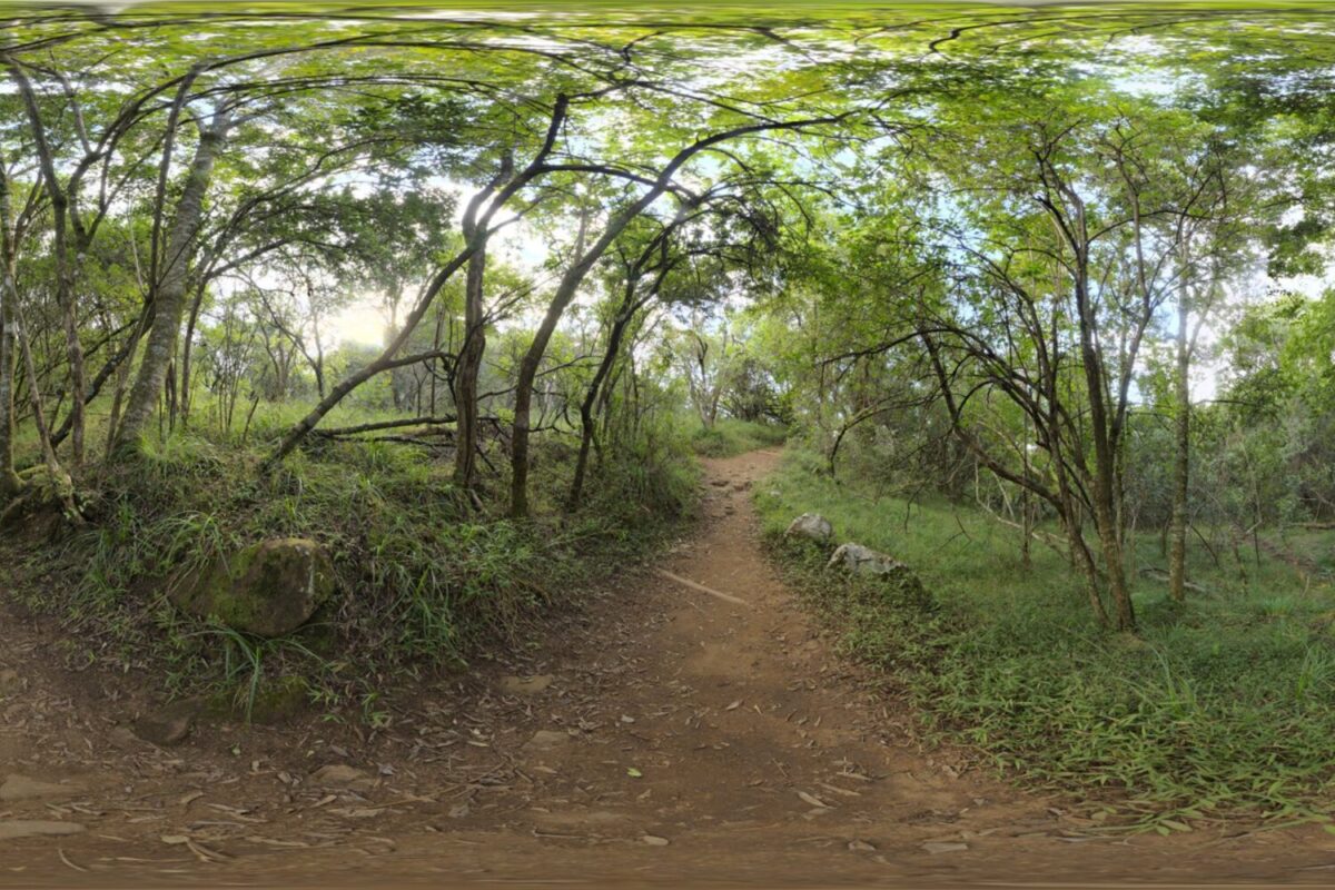 Monk's forest HDRI