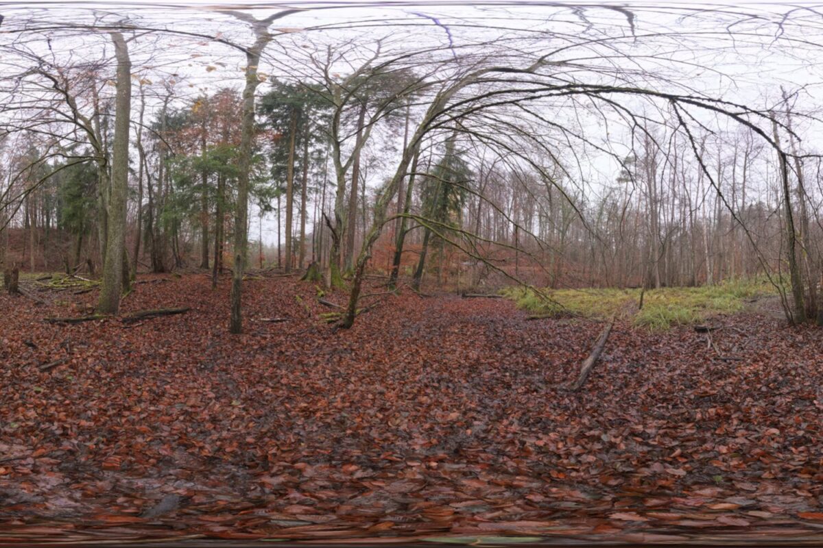 Muddy Autumn Forest HDRI
