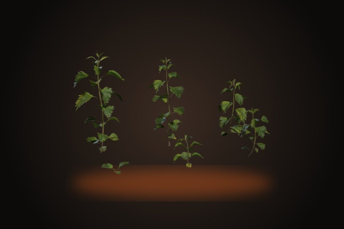 Nettle Plant Model