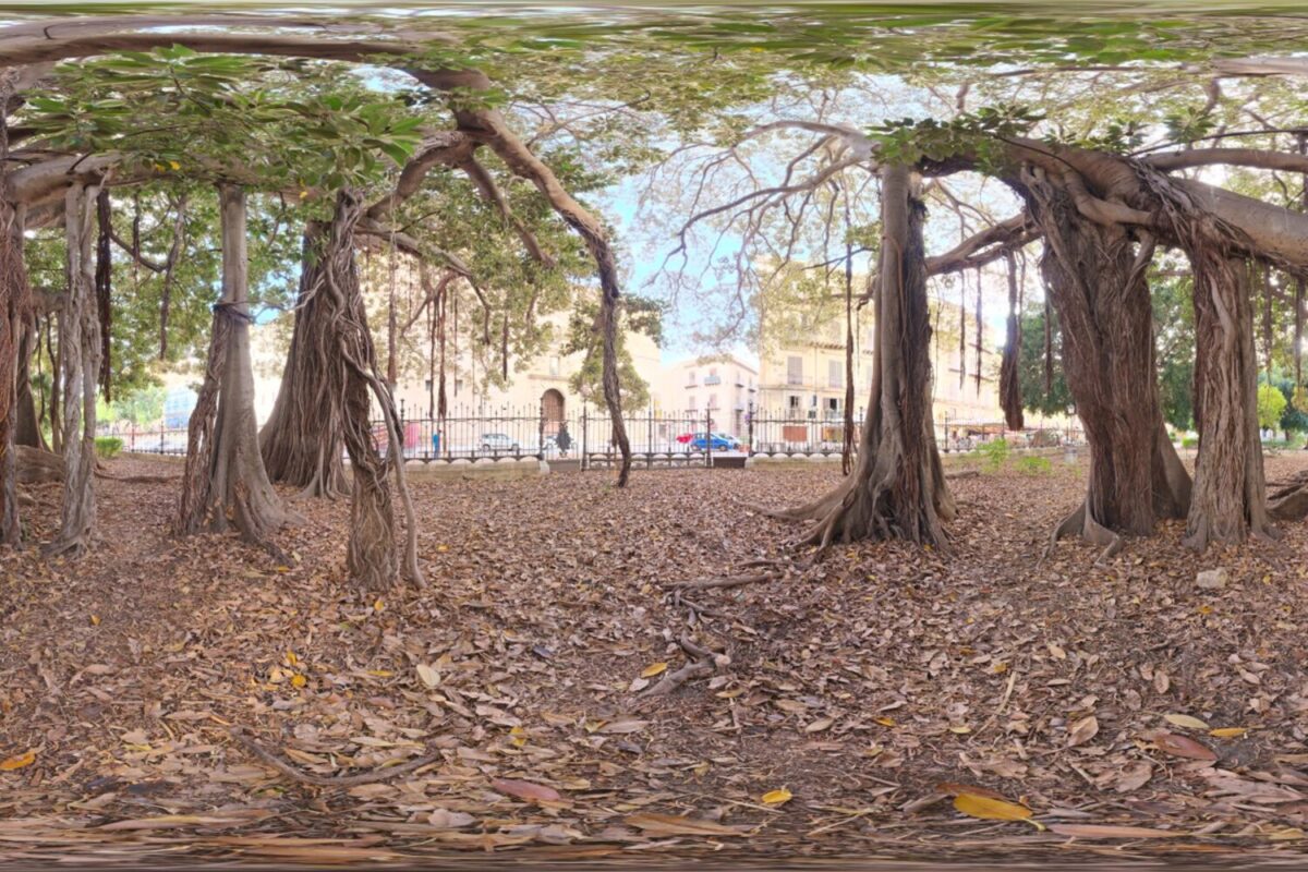 Old Tree in City Park HDRI