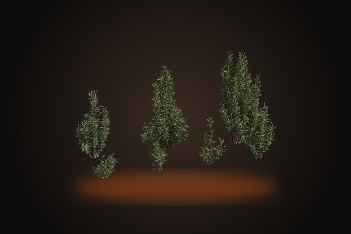 Othonna Cerarioides Model