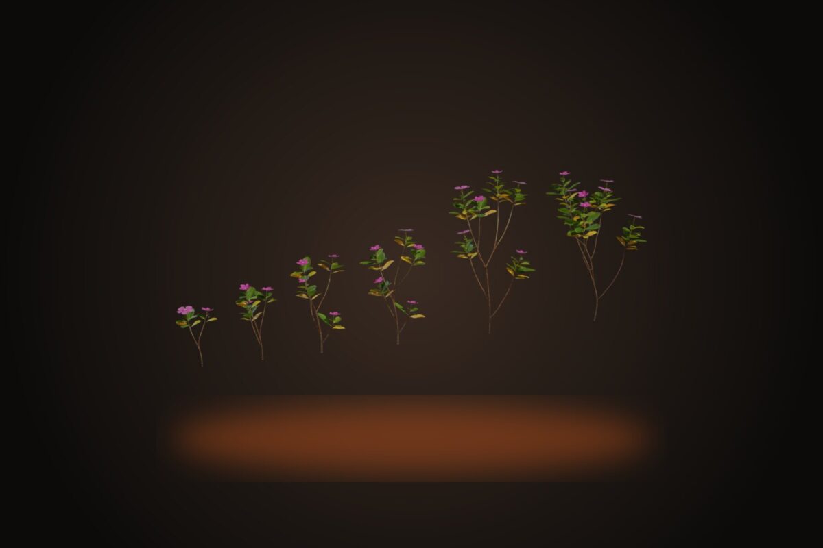 Periwinkle Plant Model