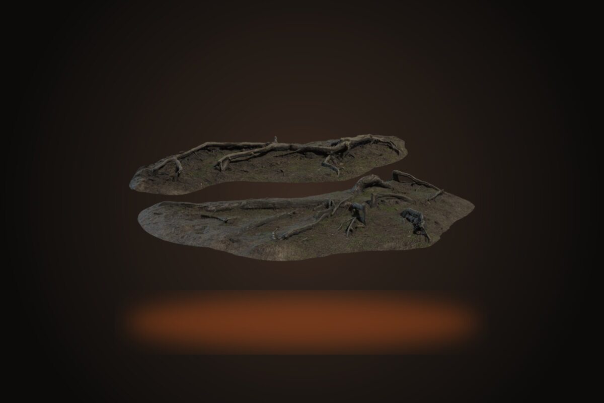Pine Roots Model