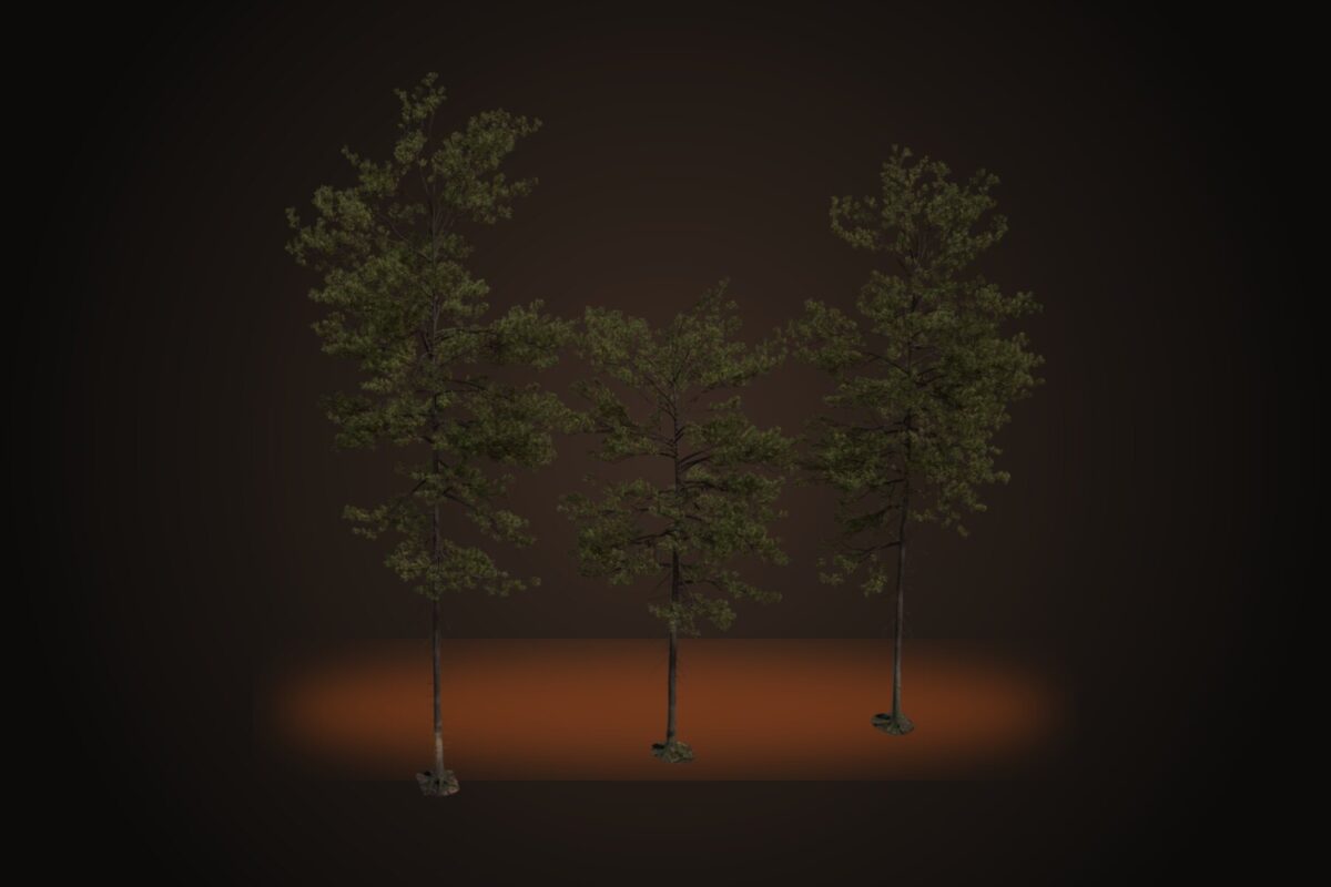 Pine Tree 01 Model