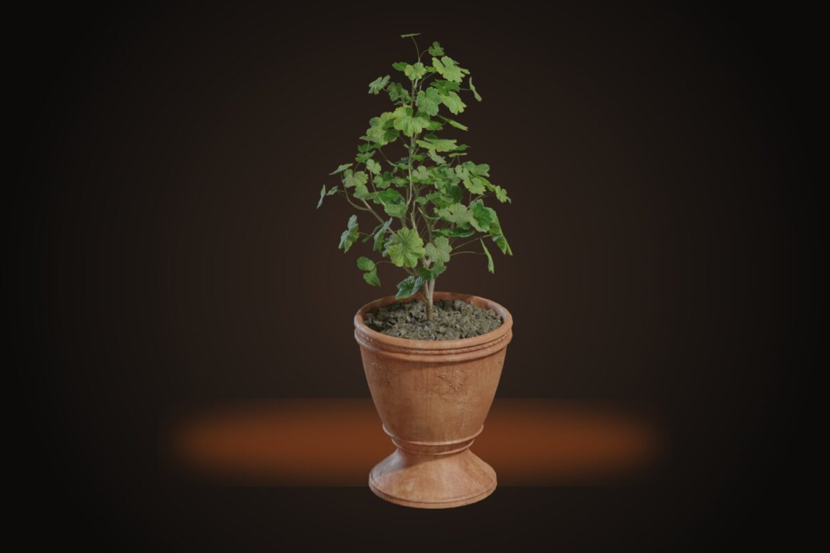 Potted Plant 01 Model