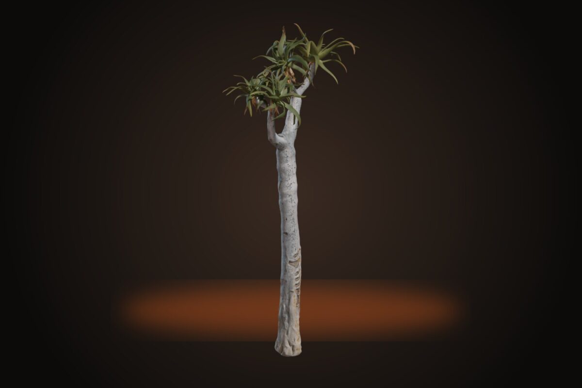 Quiver Tree 01 Model