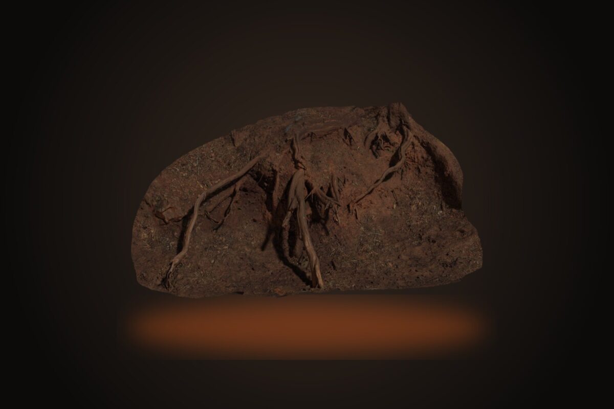 Root Cluster 01 Model