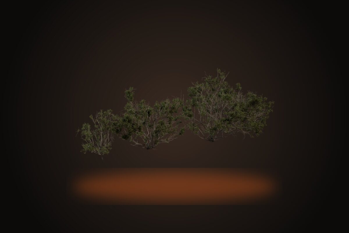 Searsia Burchellii Model