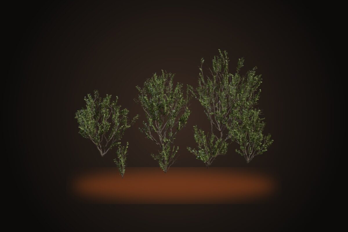 Searsia Lucida Model