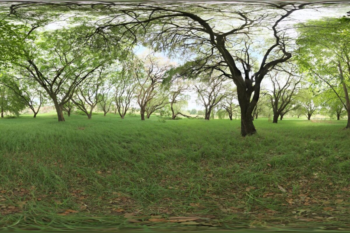 Shady Patch HDRI