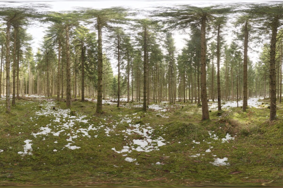 Snowy Forest HDRI