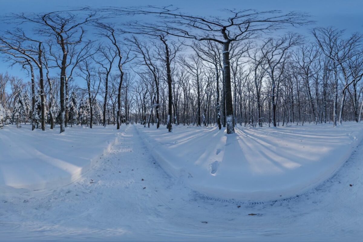 Snowy Forest Path 02 HDRI