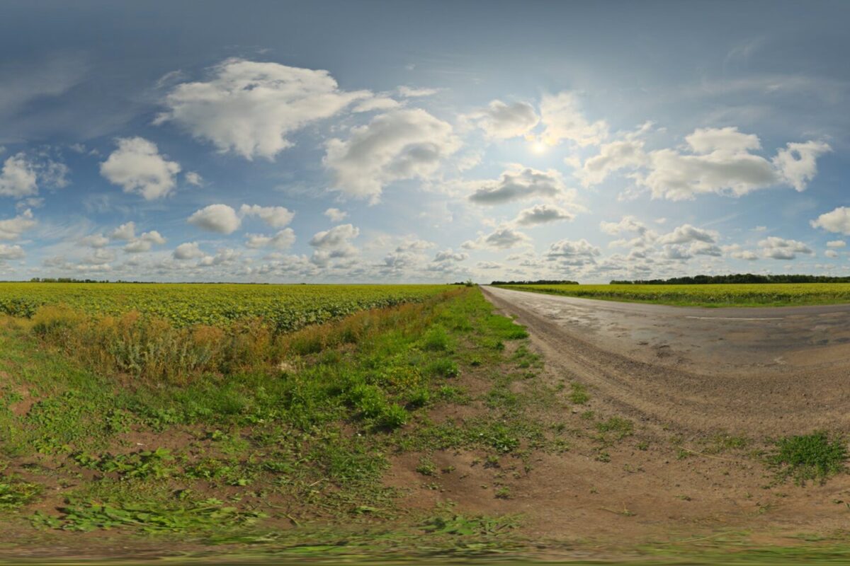 Sunflowers HDRI
