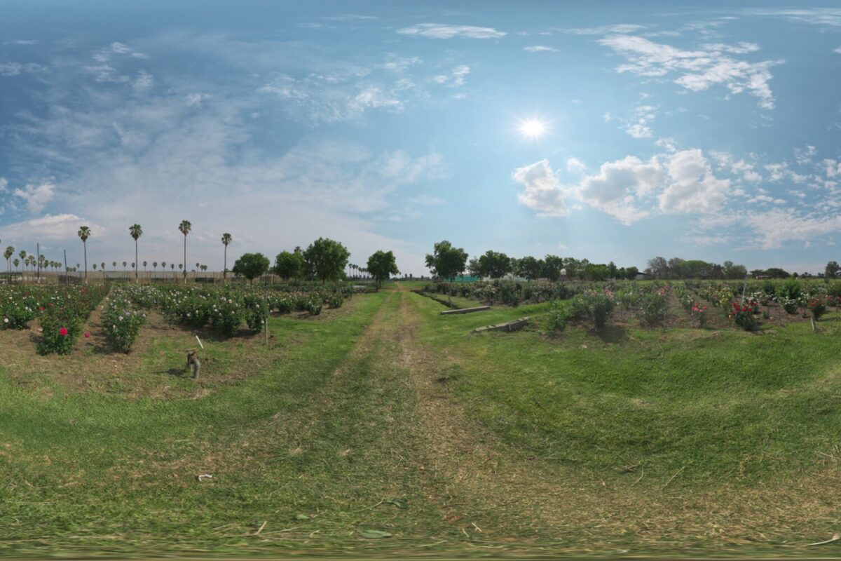 Sunny Rose Garden HDRI