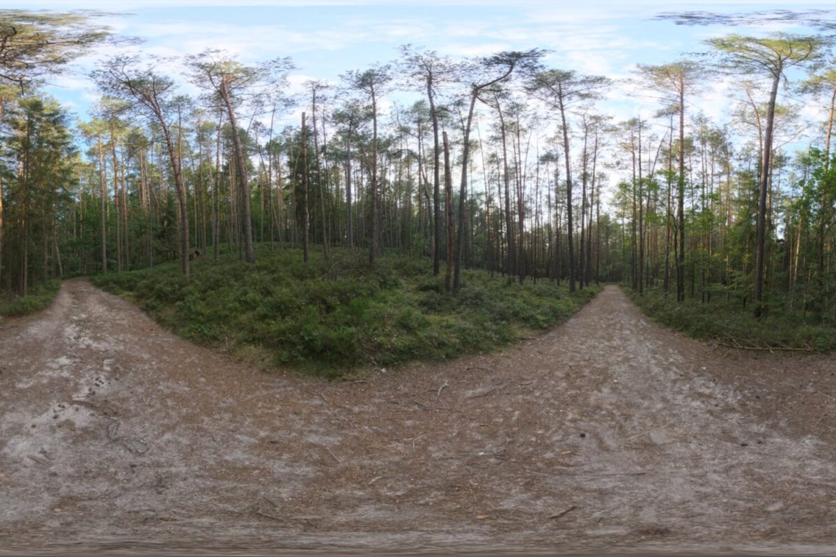 Sunset Forest HDRI