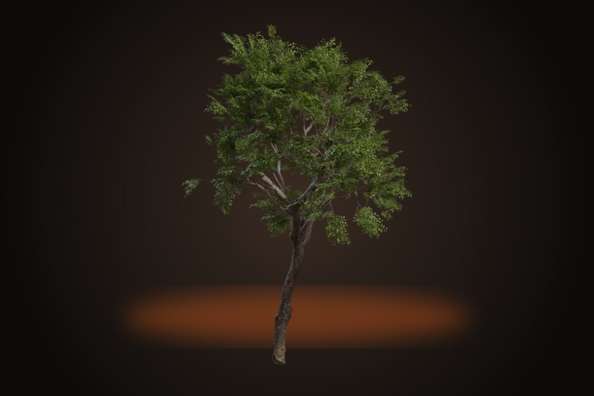 Tree Small 02 Model