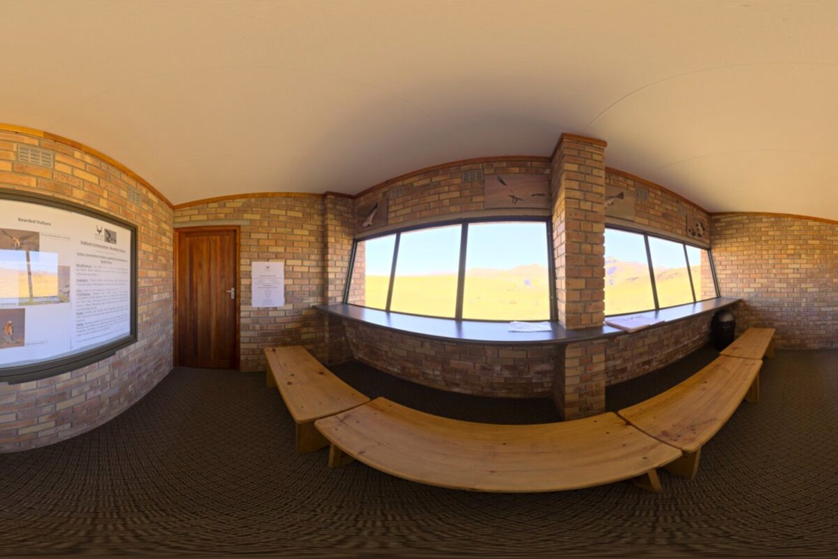 Vulture Hide HDRI