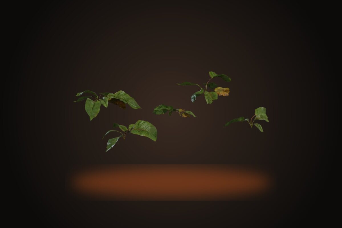 Weed Plant 02 Model